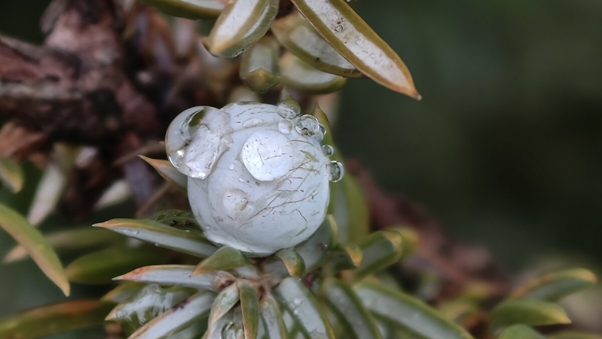 Плоды можжевельника в каплях росы - Мариша 