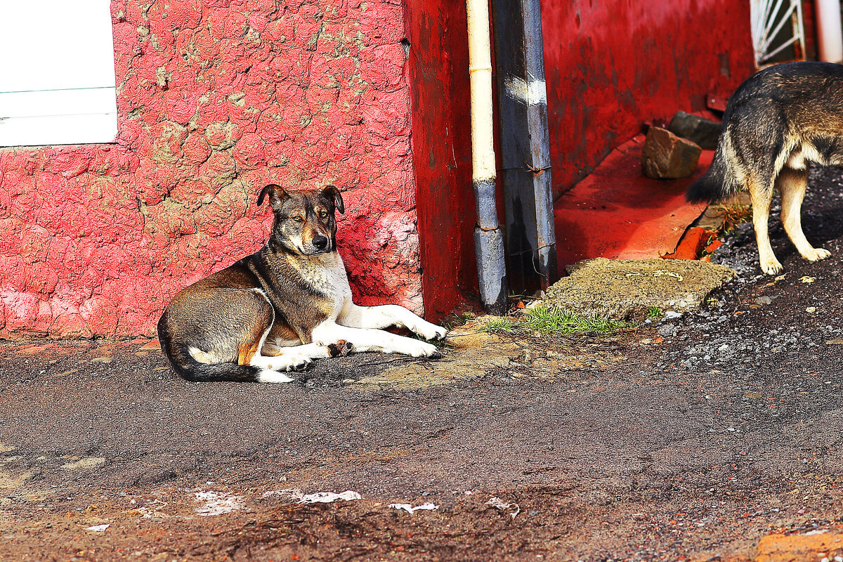 Балбес греется - Юрий Гайворонскiий Балбес греется - Юрий Гайворонскiий