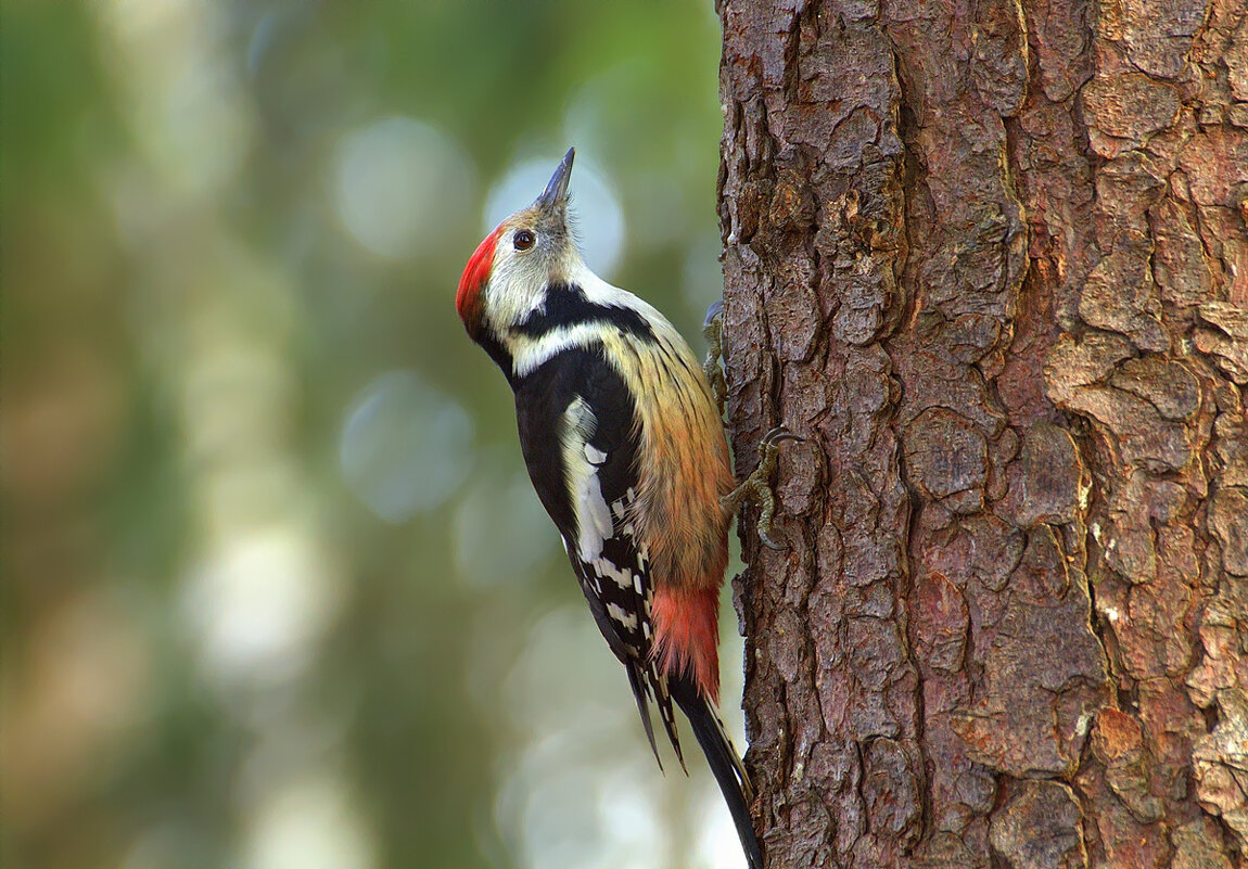 ... - Вячеслав Минаев ... - Вячеслав Минаев
