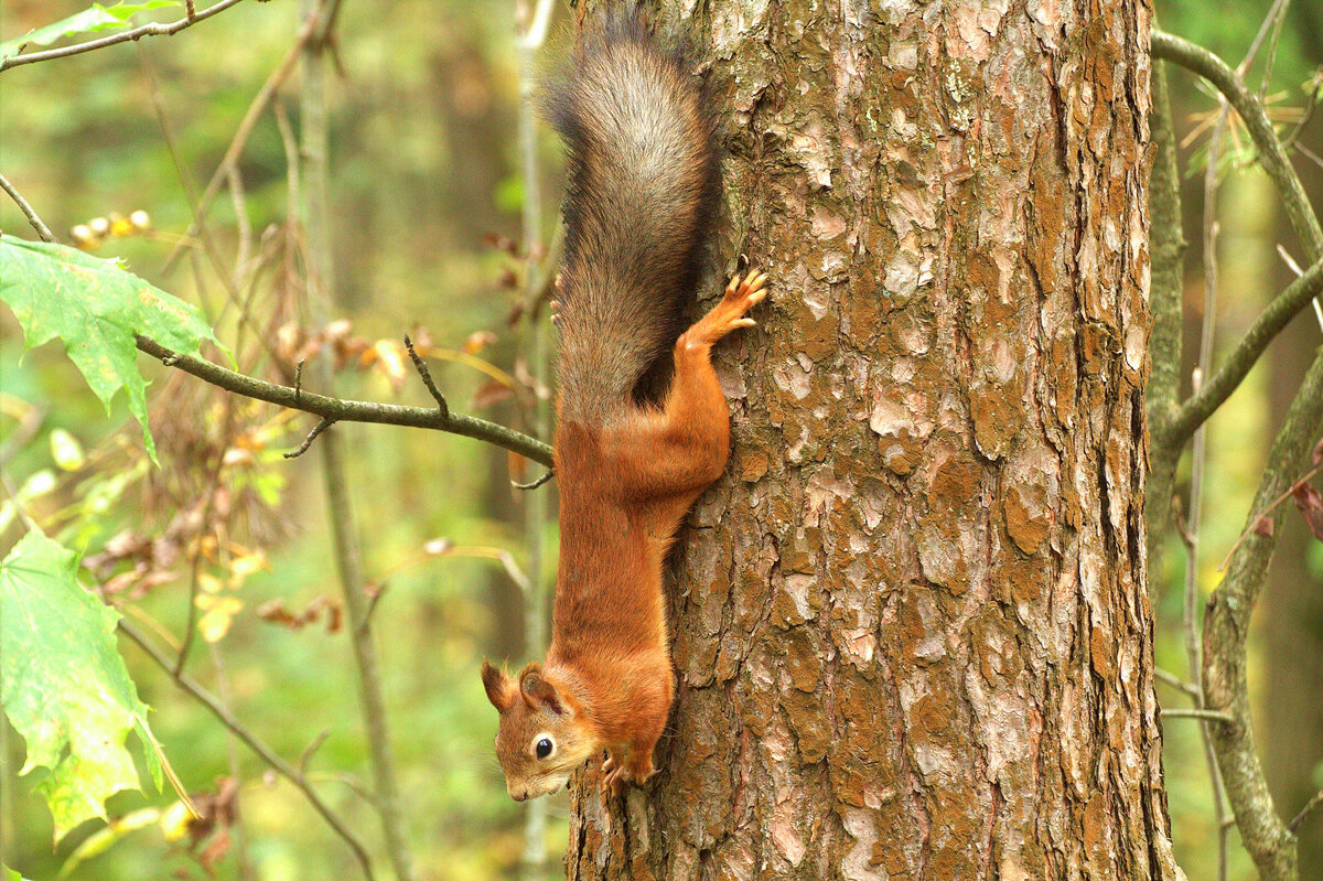 ... - Вячеслав Минаев