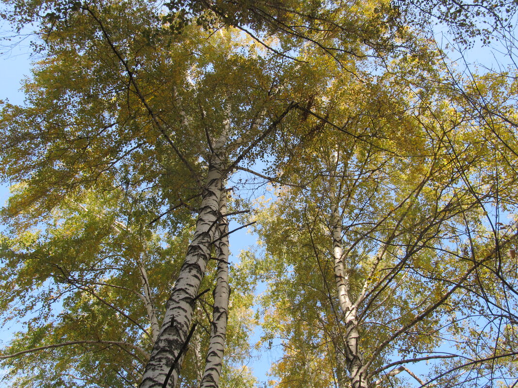 сентябрь в берёзовой аллее - Елена Шаламова