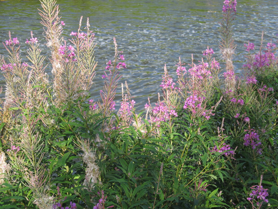 Иван-чай - Елена Шаламова