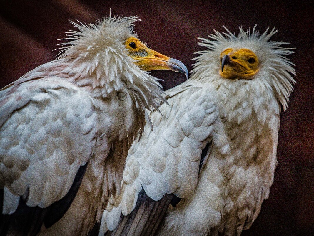 стервятники - Аркадий Лаптенко