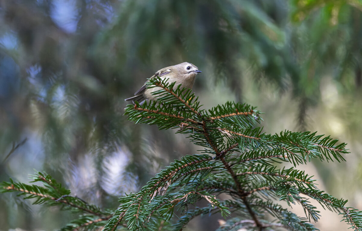 желтоголовый королек. - юрий макаров