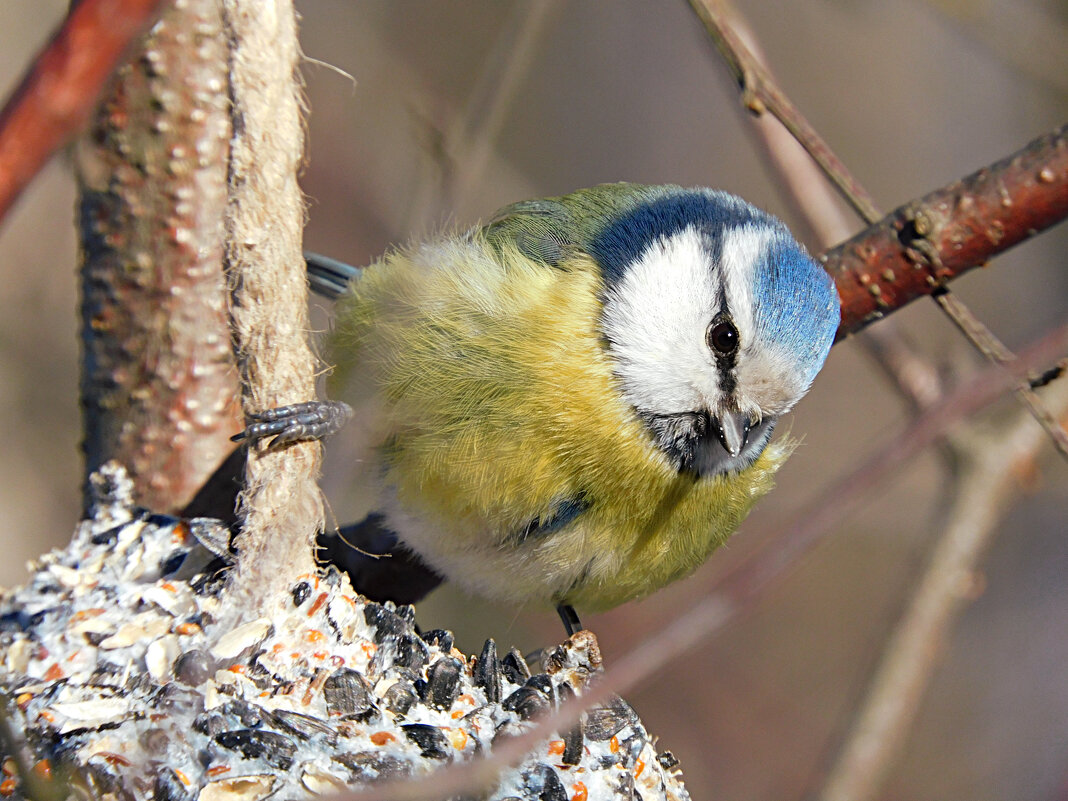 Лазоревка - Лина 