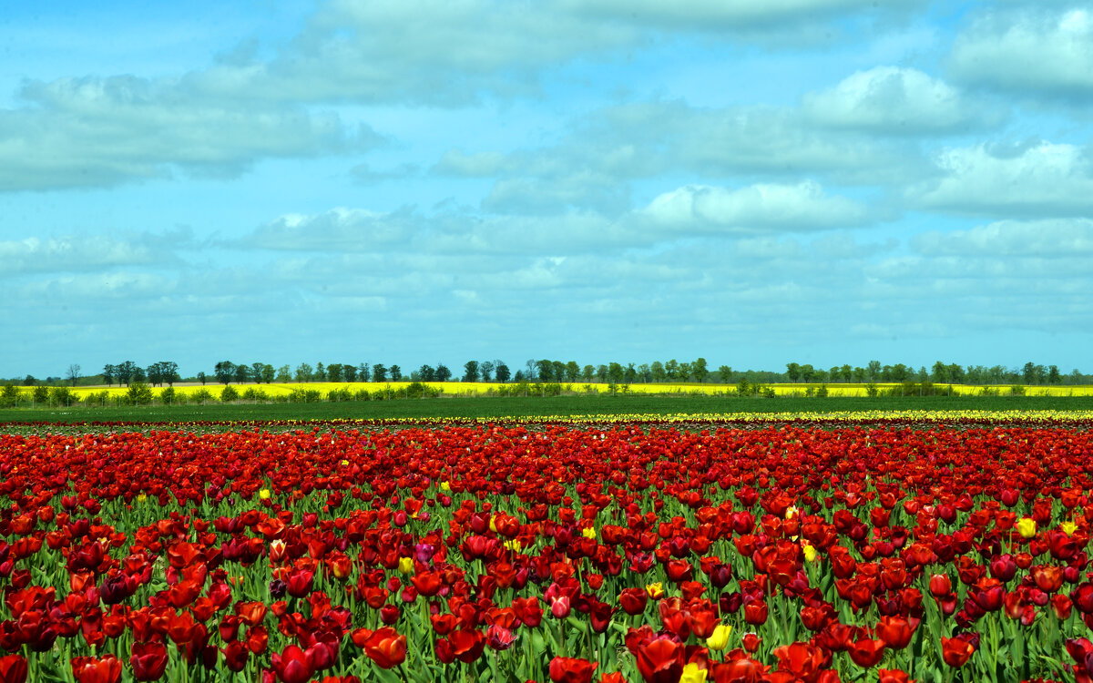 Тюльпаны. - Константин Белоногов