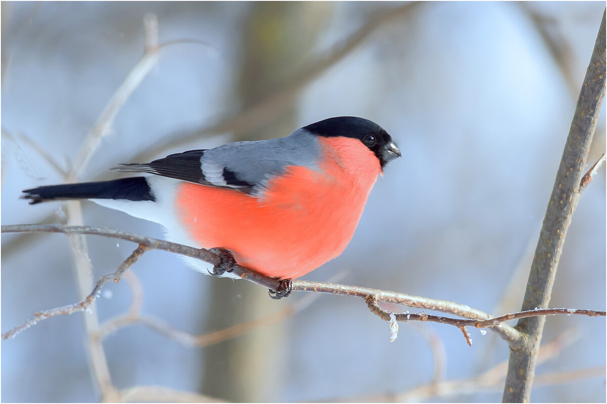Снегирь (самец) - Валентин Котляров