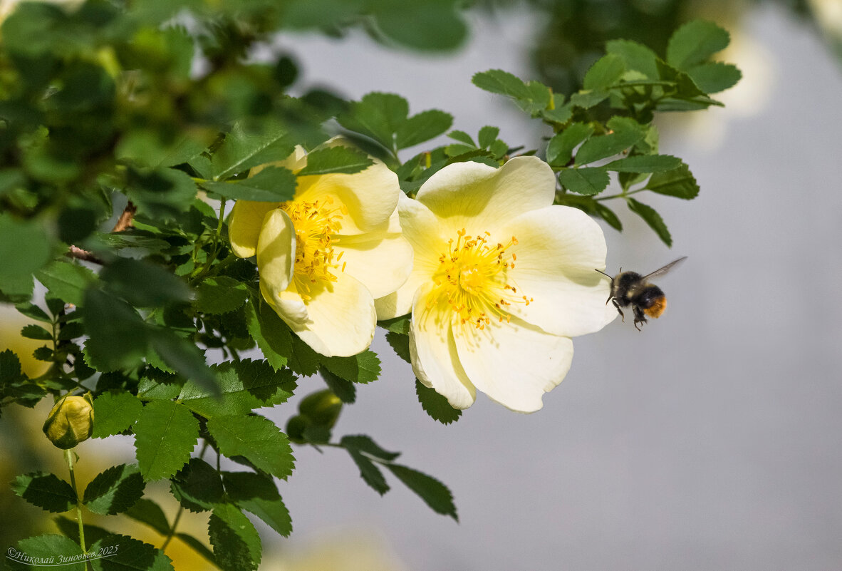 Никто не устроит перед ароматом летнего шиповника) - Николай Зиновьев Никто не устроит перед ароматом летнего шиповника) - Николай Зиновьев