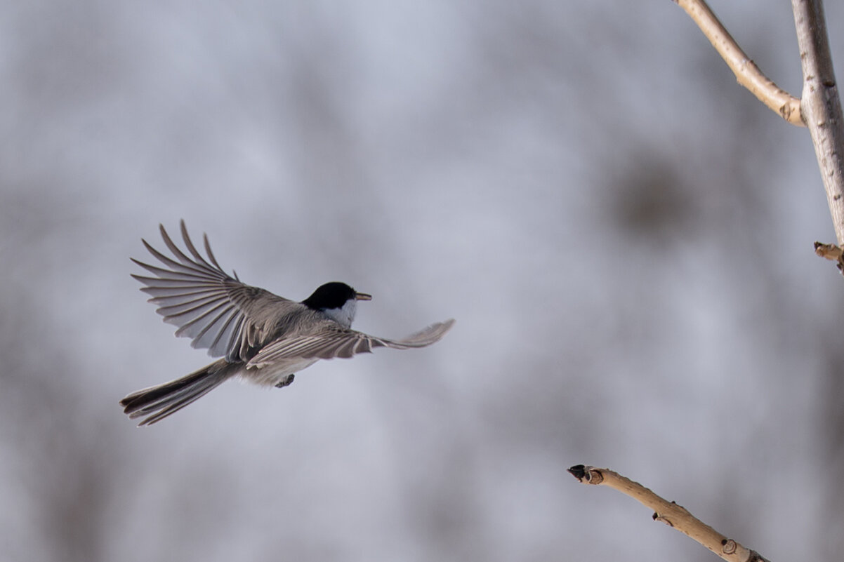 4 - Сергей Флетчер
