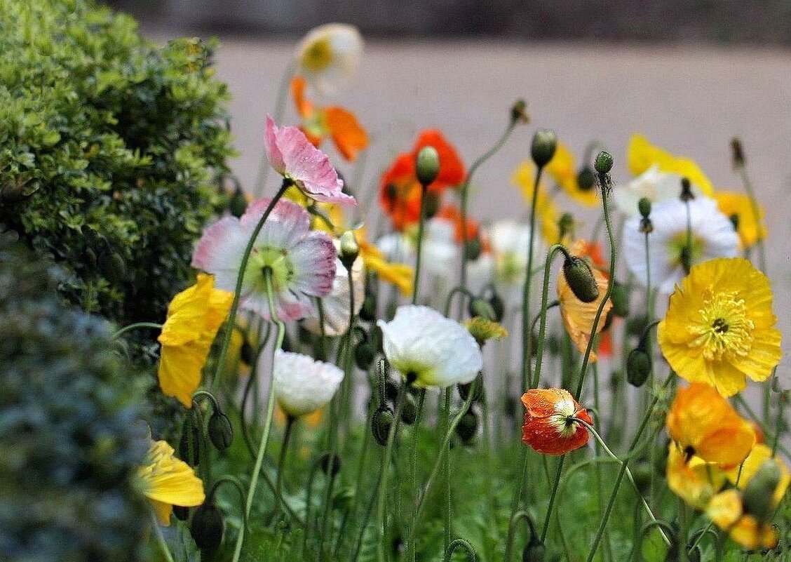 Весна - ZNatasha -