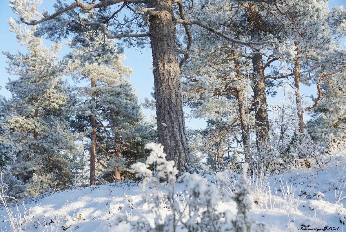 в лесу..... - Ольга Cоломатина