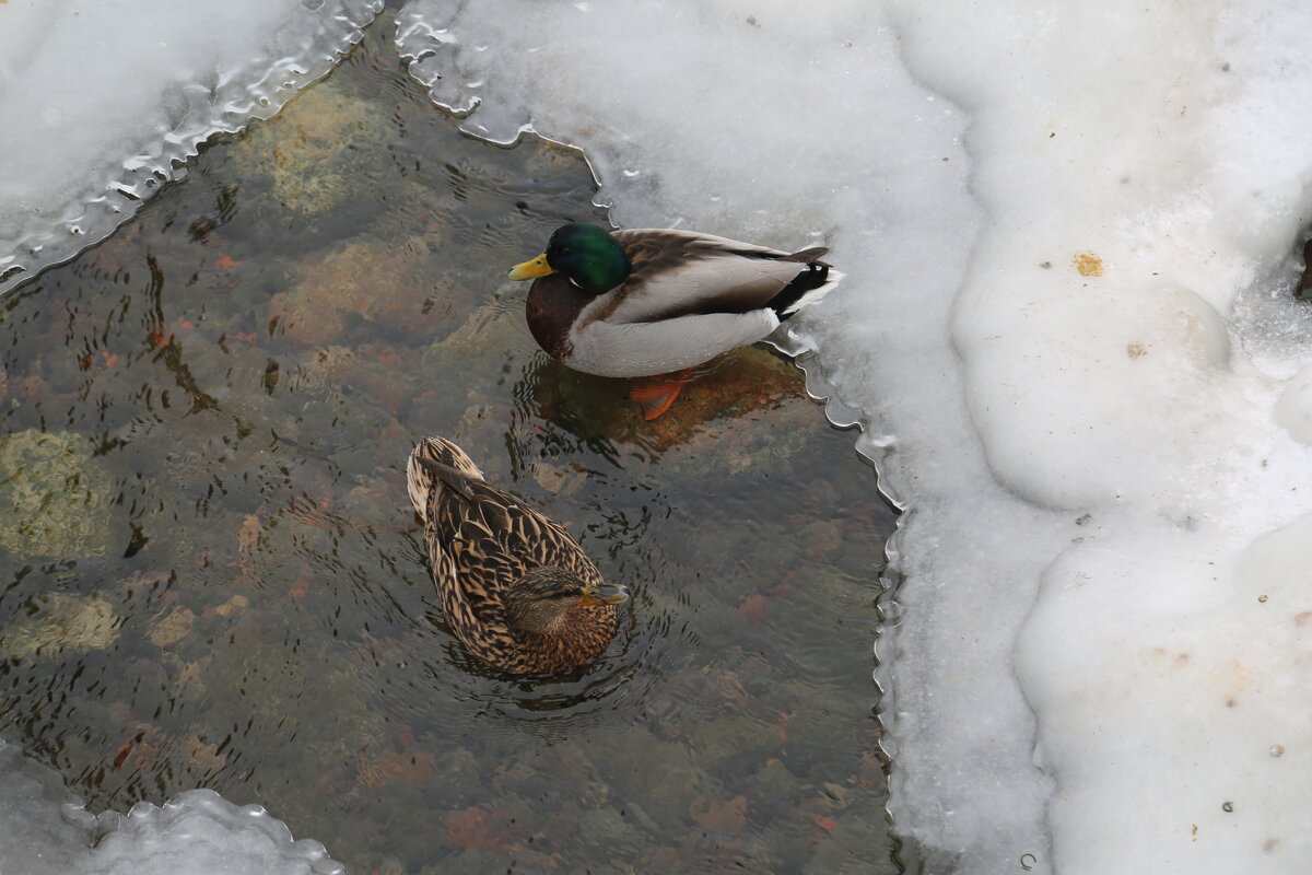 Сладкая парочка уточек - Танзиля Завьялова