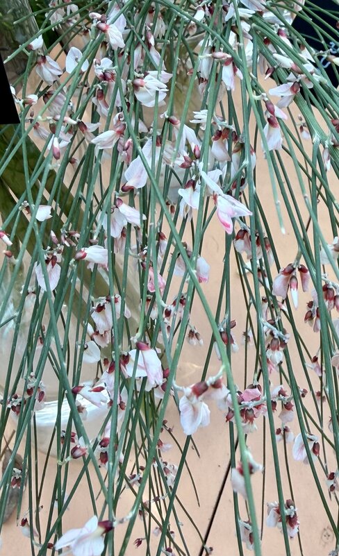 Цветочный водопад. - Pippa 