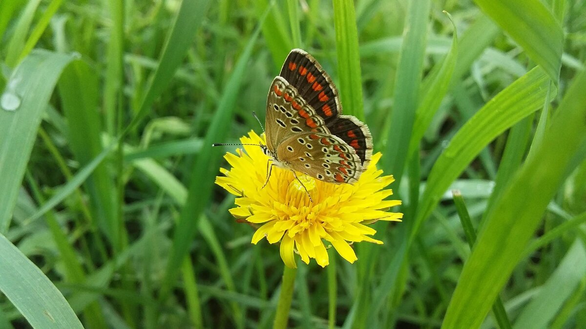 Одуванчик и бабочка - Вячеслав Коломойцев Владимирович