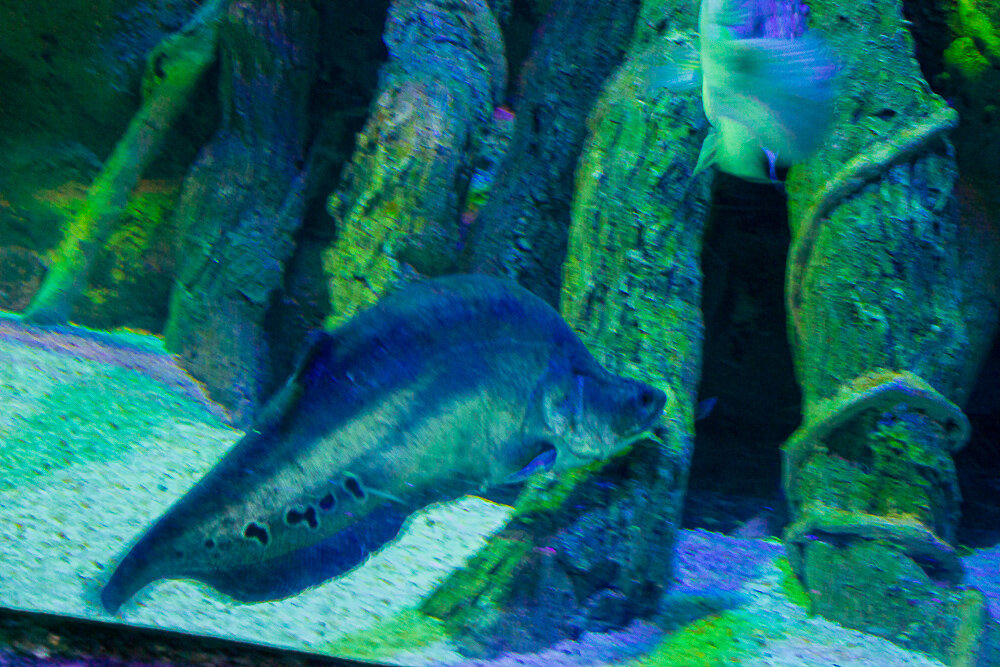 Анталия. Аквариум.Пинагор - Светлана SvetNika17