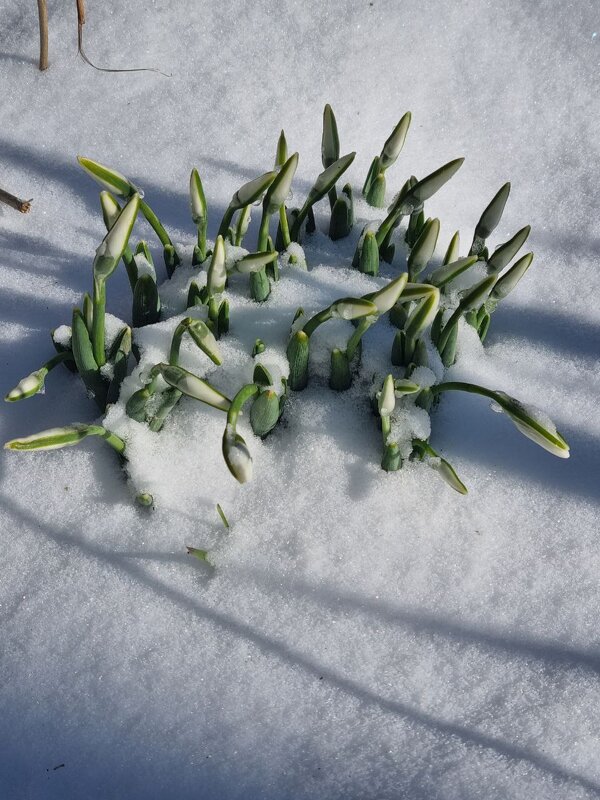 Подснежники - Наталья 