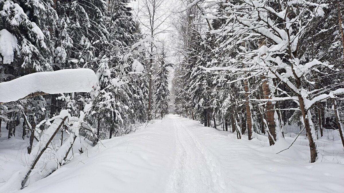 После снегопада. - веселов михаил 