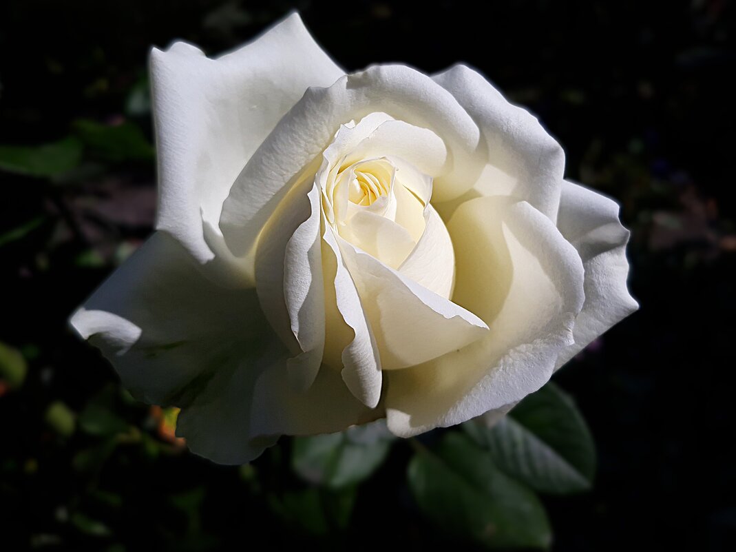 Раскрыла бутон, красоты не тая - Hope 