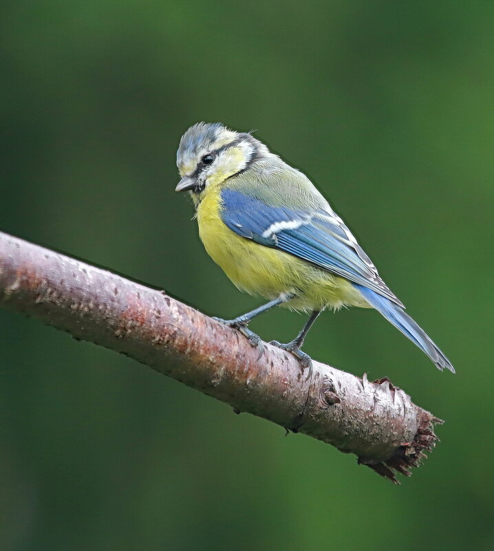 Юная птичка лесная... - Andrey Bragin 