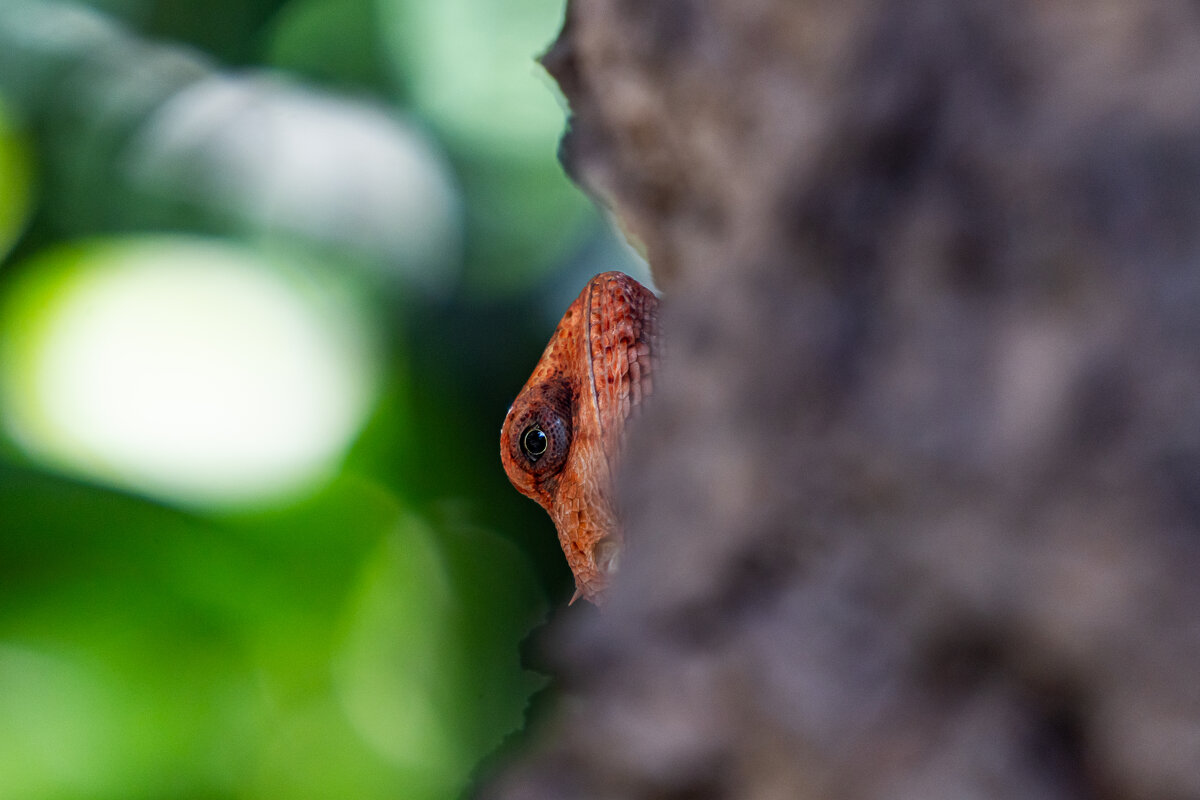 Глаз - Оксана Шрикантх