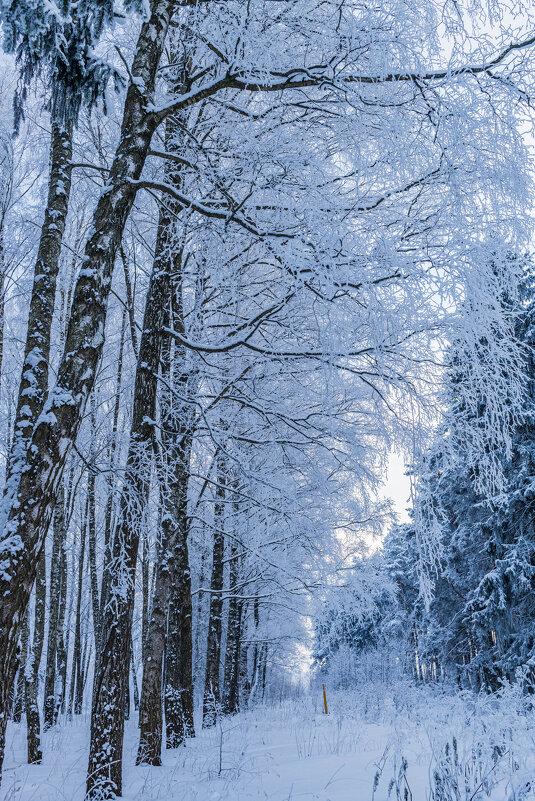 «Деревья в инее — хрустальные скульптуры природы». - Екатерина Счасная