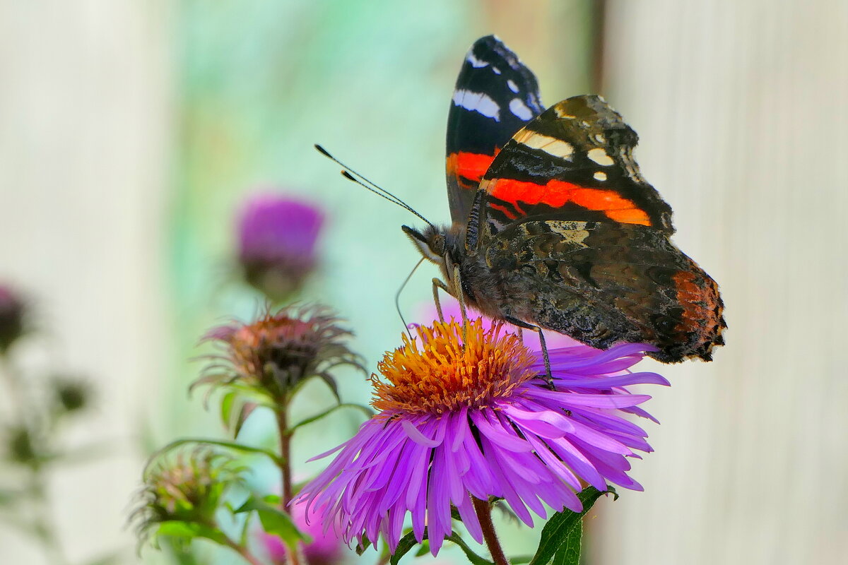 опять про бабочек...472 - Александр Прокудин