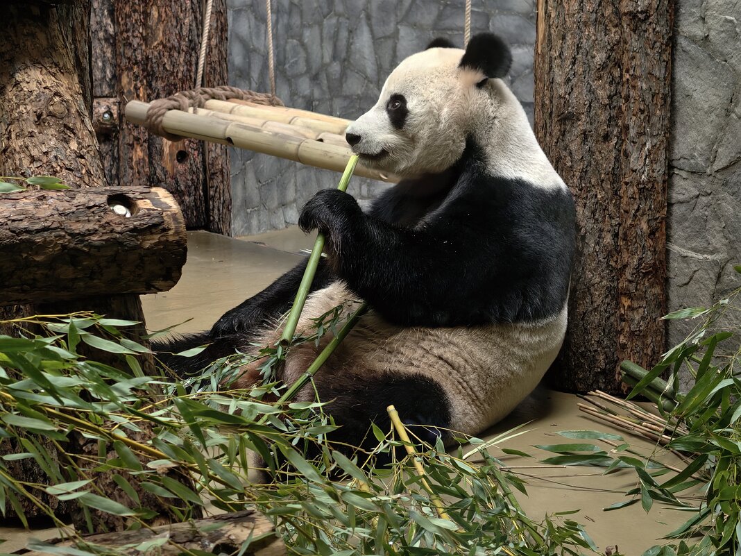 Панда Жуи - <<< Наташа >>>