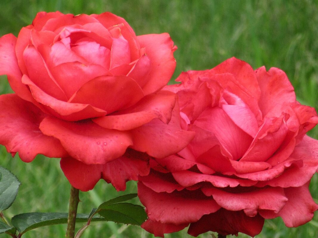 Розы... розы... - viach 