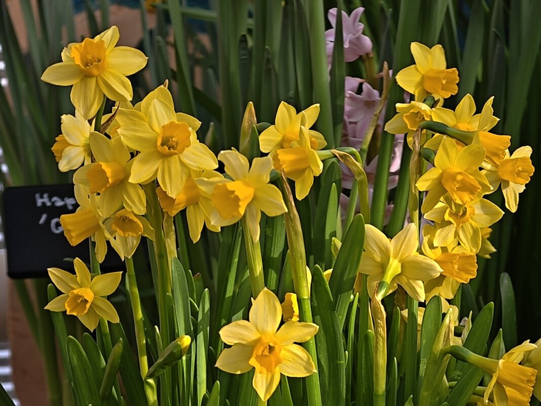 Репетиция весны в Аптекарском огороде - нарциссы - <<< Наташа >>>