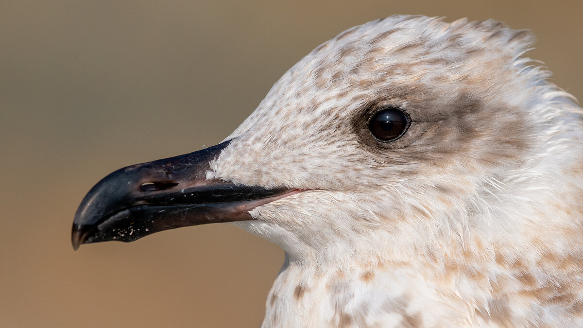 На морском берегу. Чайки - Владимир Лазарев
