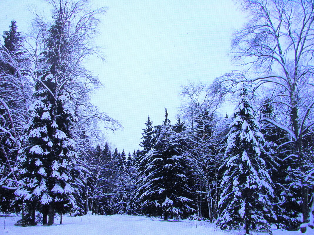 Красота зимнего леса - Людмила Смородинская Красота зимнего леса - Людмила Смородинская