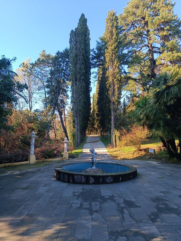 Кипарисовая аллея в Сочинском дендрарии. - Serega SchütZ Кипарисовая аллея в Сочинском дендрарии. - Serega SchütZ