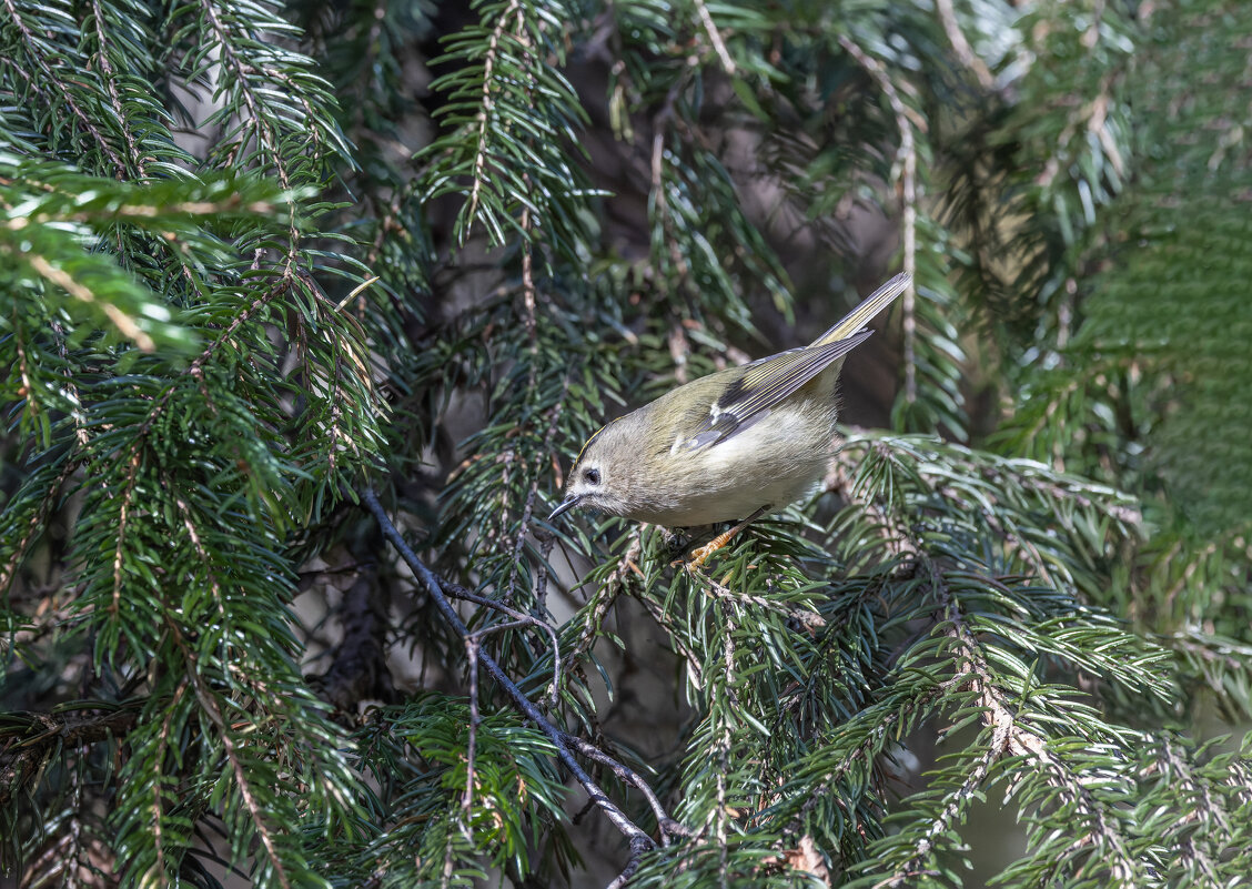 желтоголовый королек. - юрий макаров желтоголовый королек. - юрий макаров