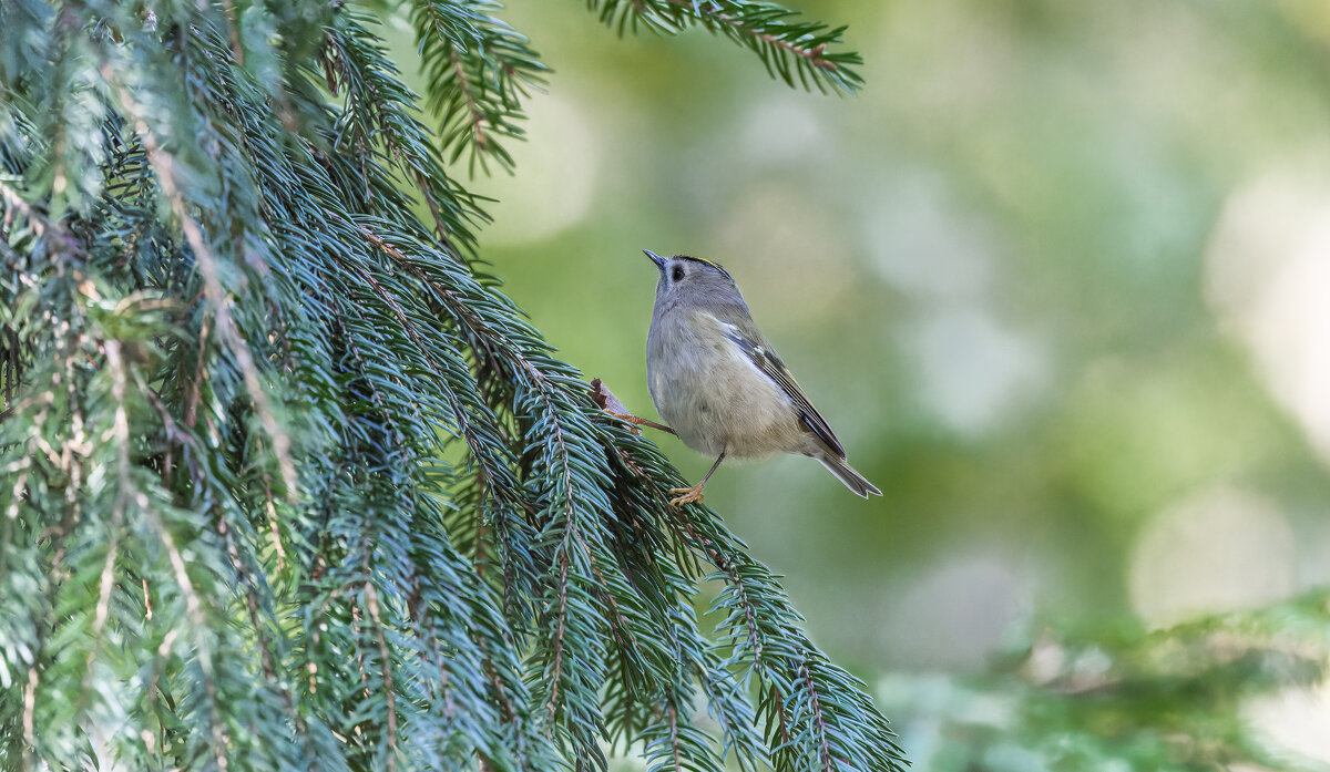 желтоголовый королек. - юрий макаров желтоголовый королек. - юрий макаров