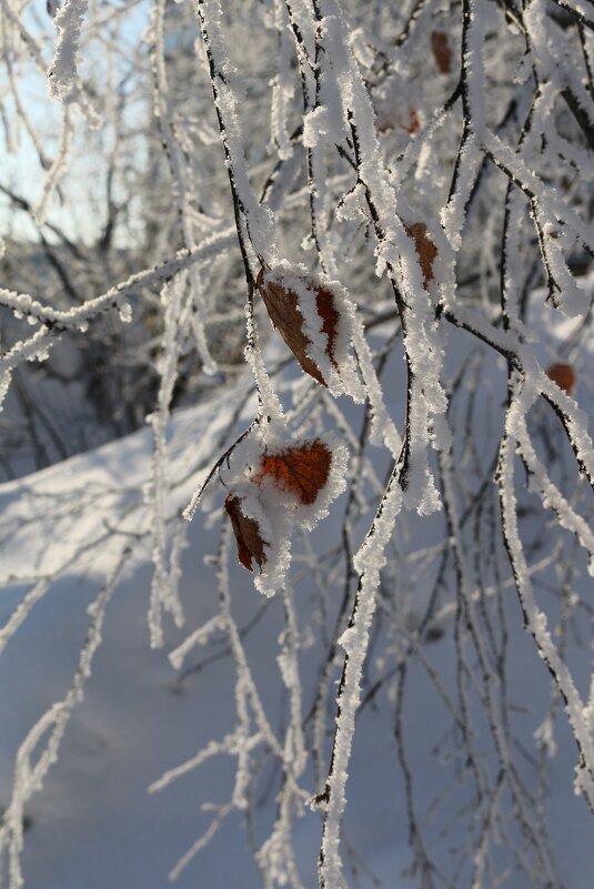 Наряды от кутюр - Ольга 