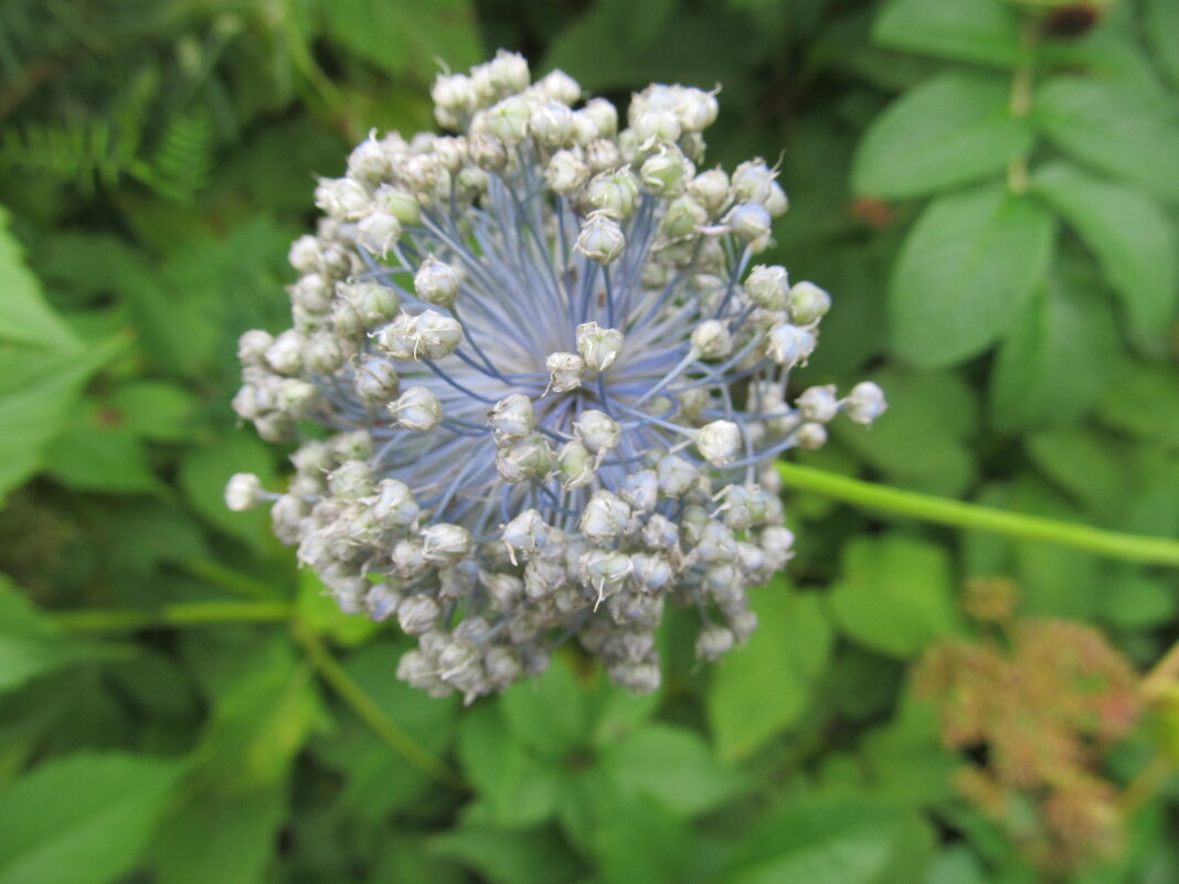 ....... - Елена Шаламова