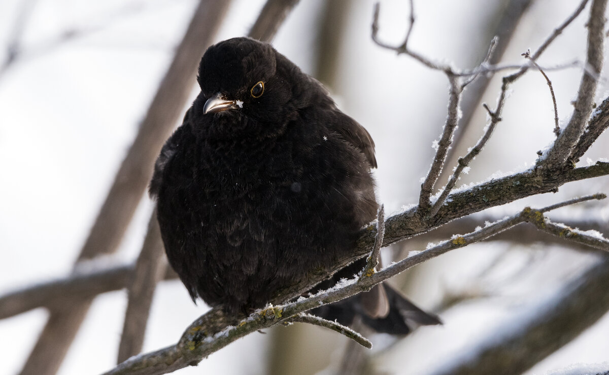 Черный дрозд. - Владимир Безбородов