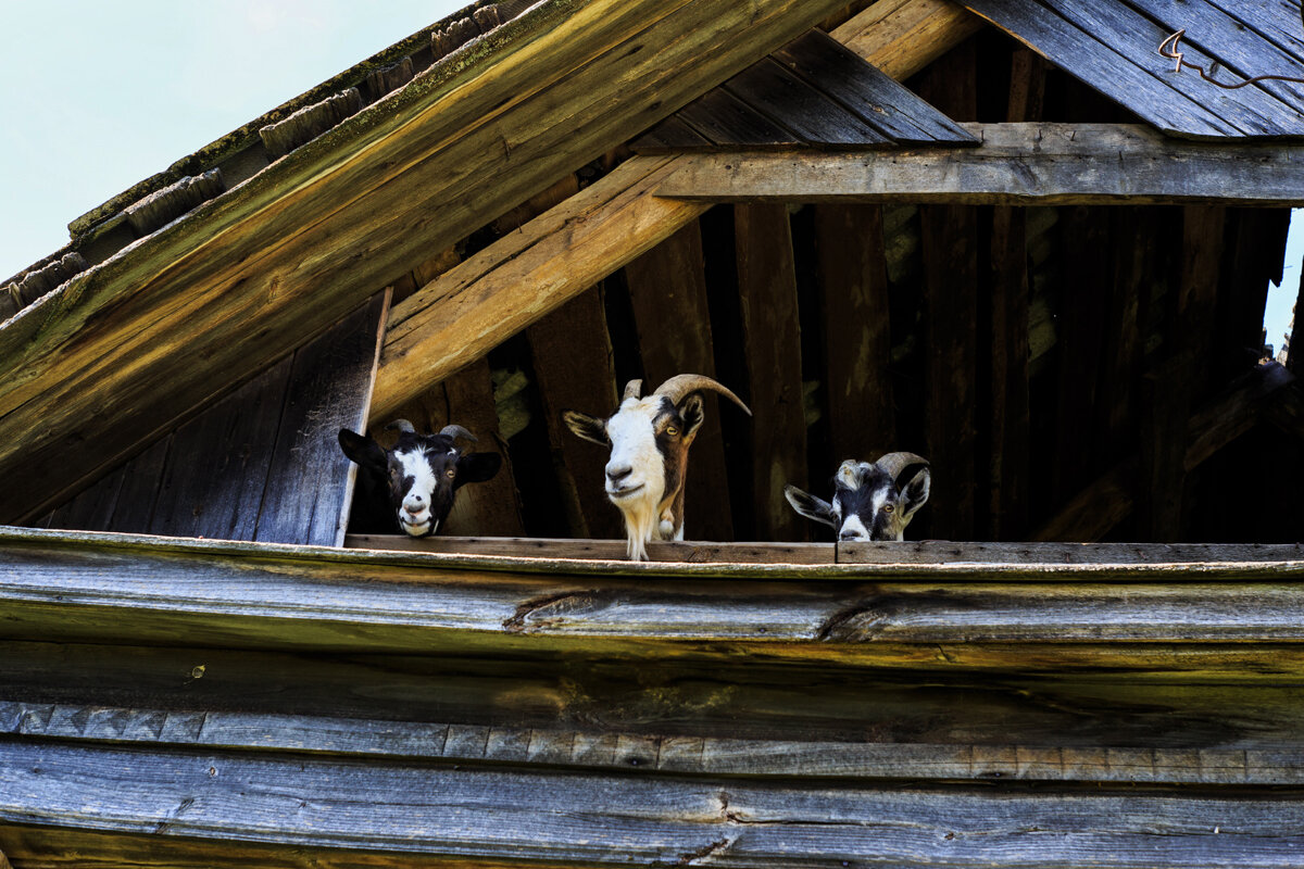 В  партере - Владимир Гришин