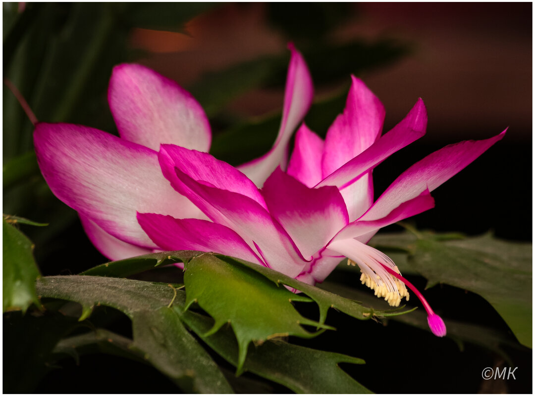 Декабрист - Михаил К