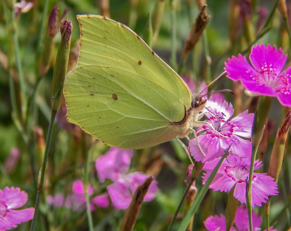 Ах эти бабочки - Александр Ковальчук Ах эти бабочки - Александр Ковальчук