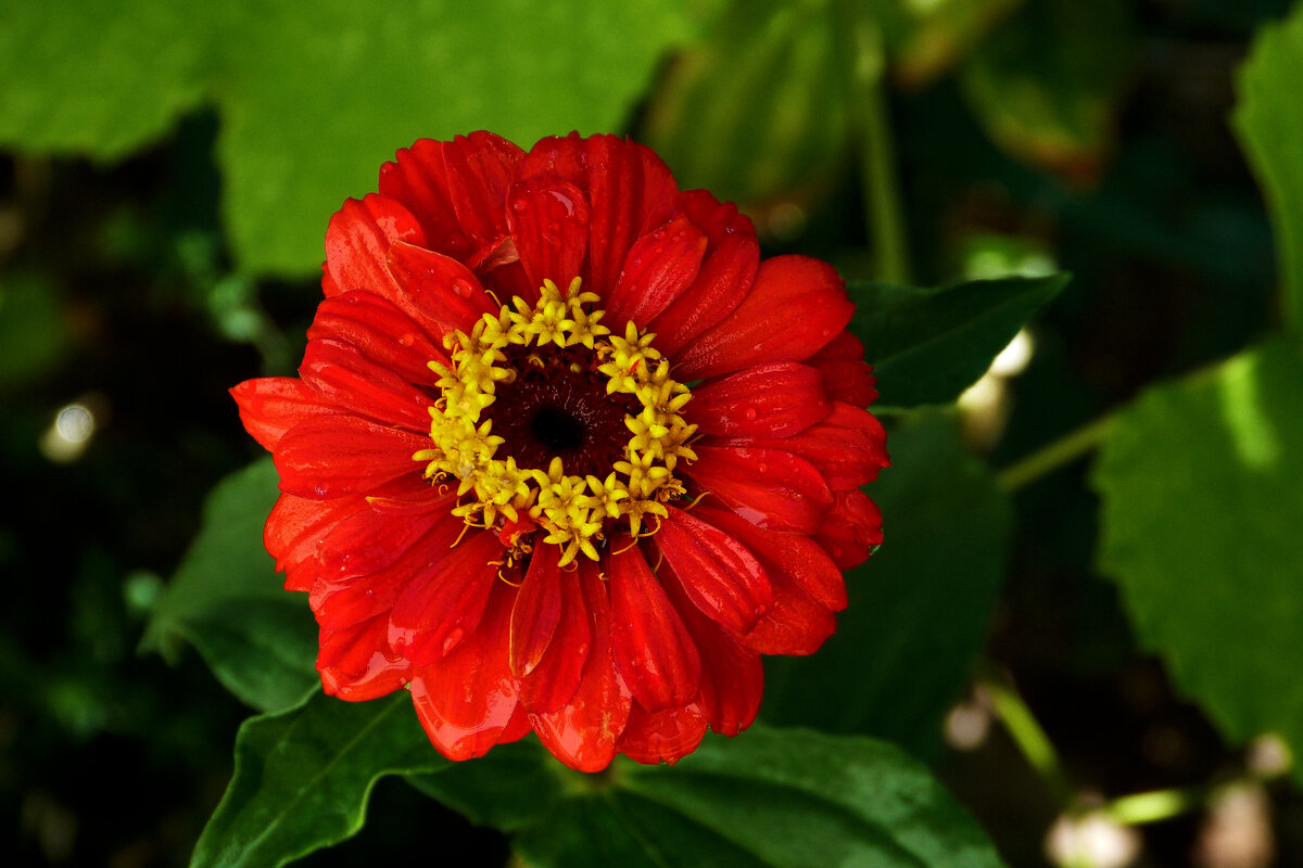 Алая  Циния - Валентин Семчишин