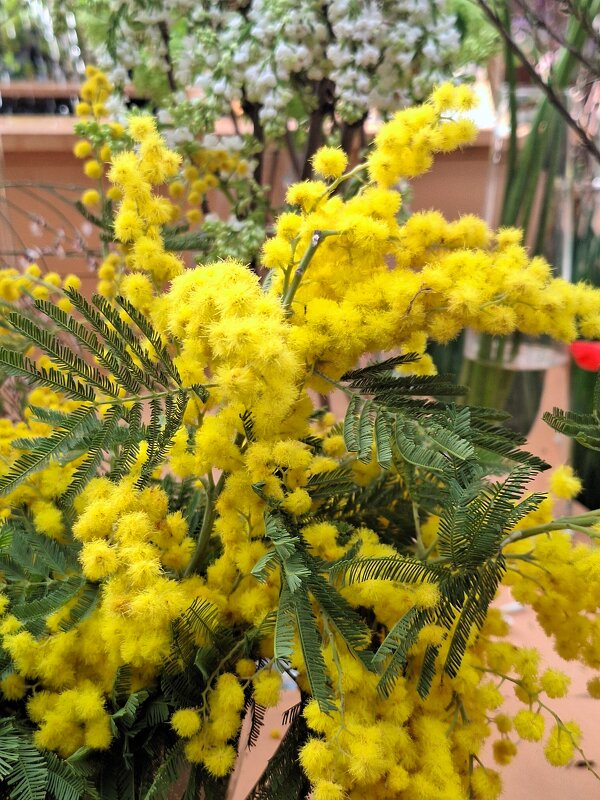 мимоза - Наталья 