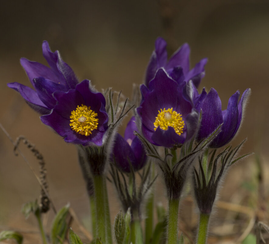 Первоцветы - Олег Денисов