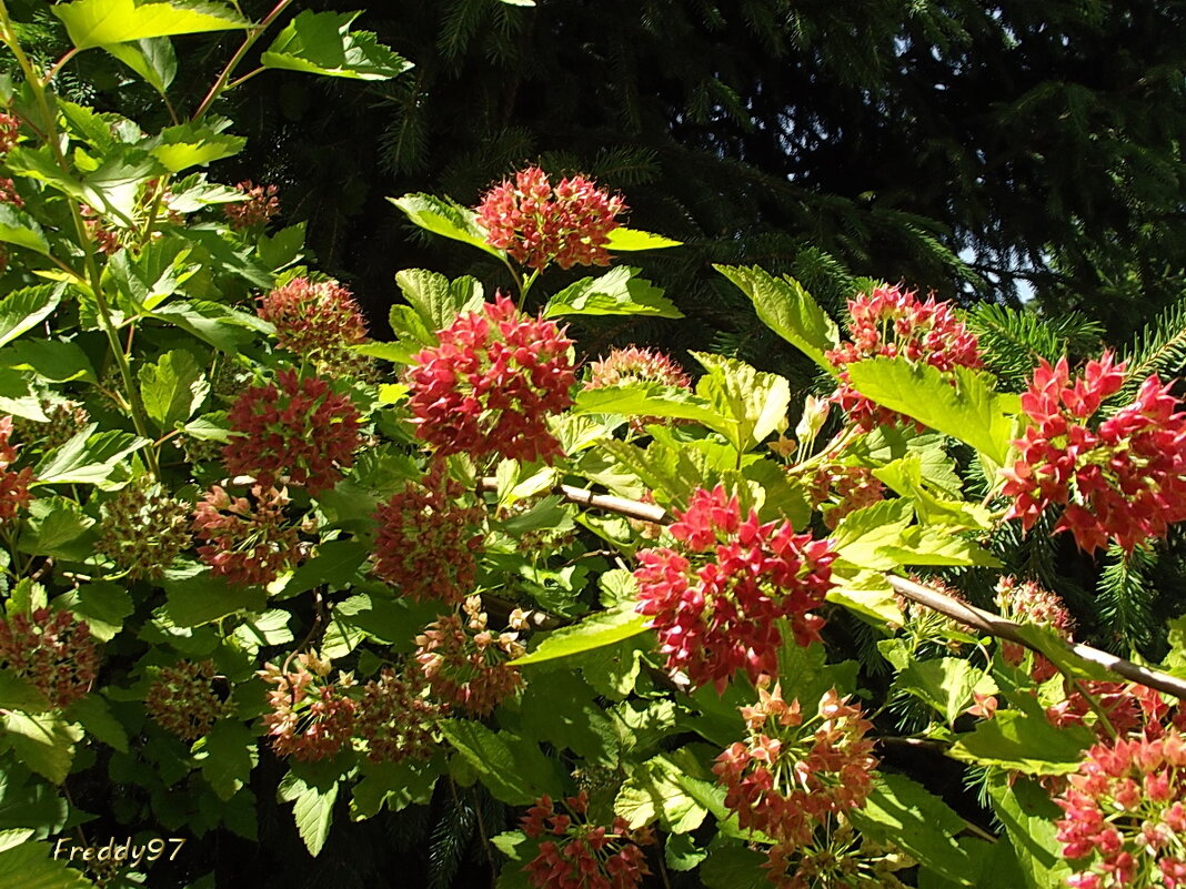 Пузыреплодник - Freddy 97