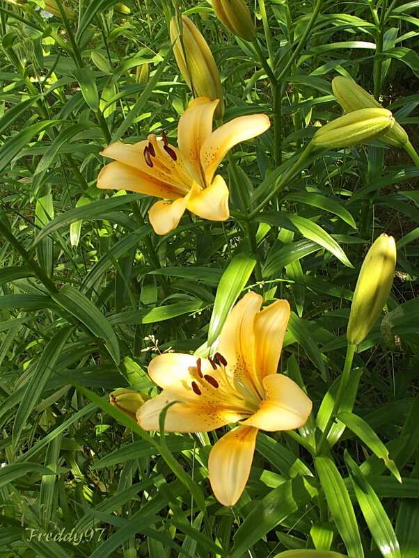 Лилии - Freddy 97