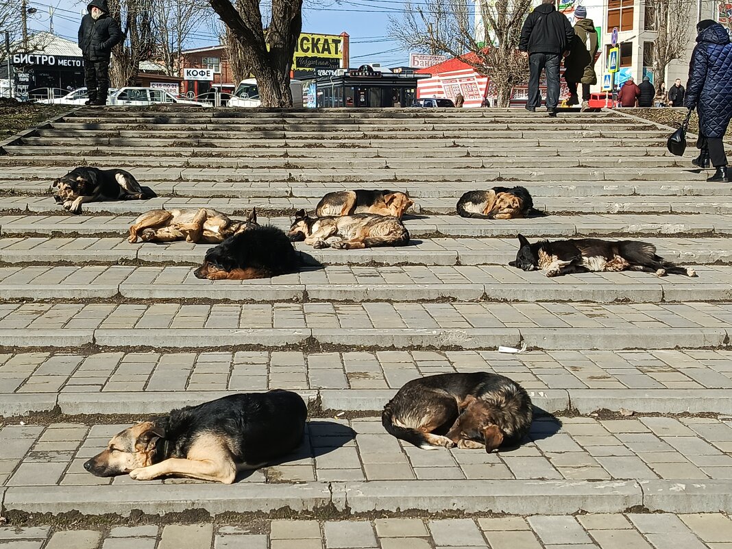 Греются на солнышке - Татьяна Пальчикова