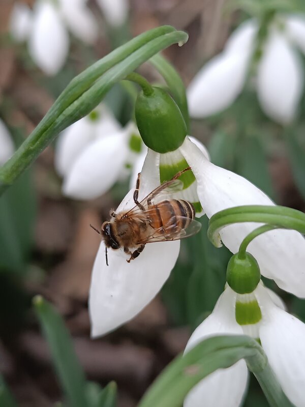 Пчёлка собирает пыльцу с цветочка подснежники - Слава Коломойцев Пчёлка собирает пыльцу с цветочка подснежники - Слава Коломойцев