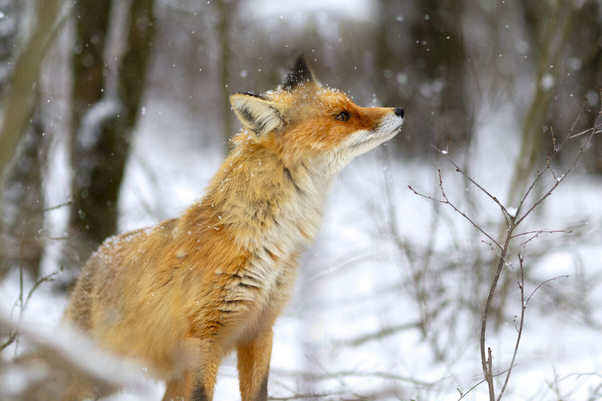 Потяжка - Валерий Черняк Потяжка - Валерий Черняк