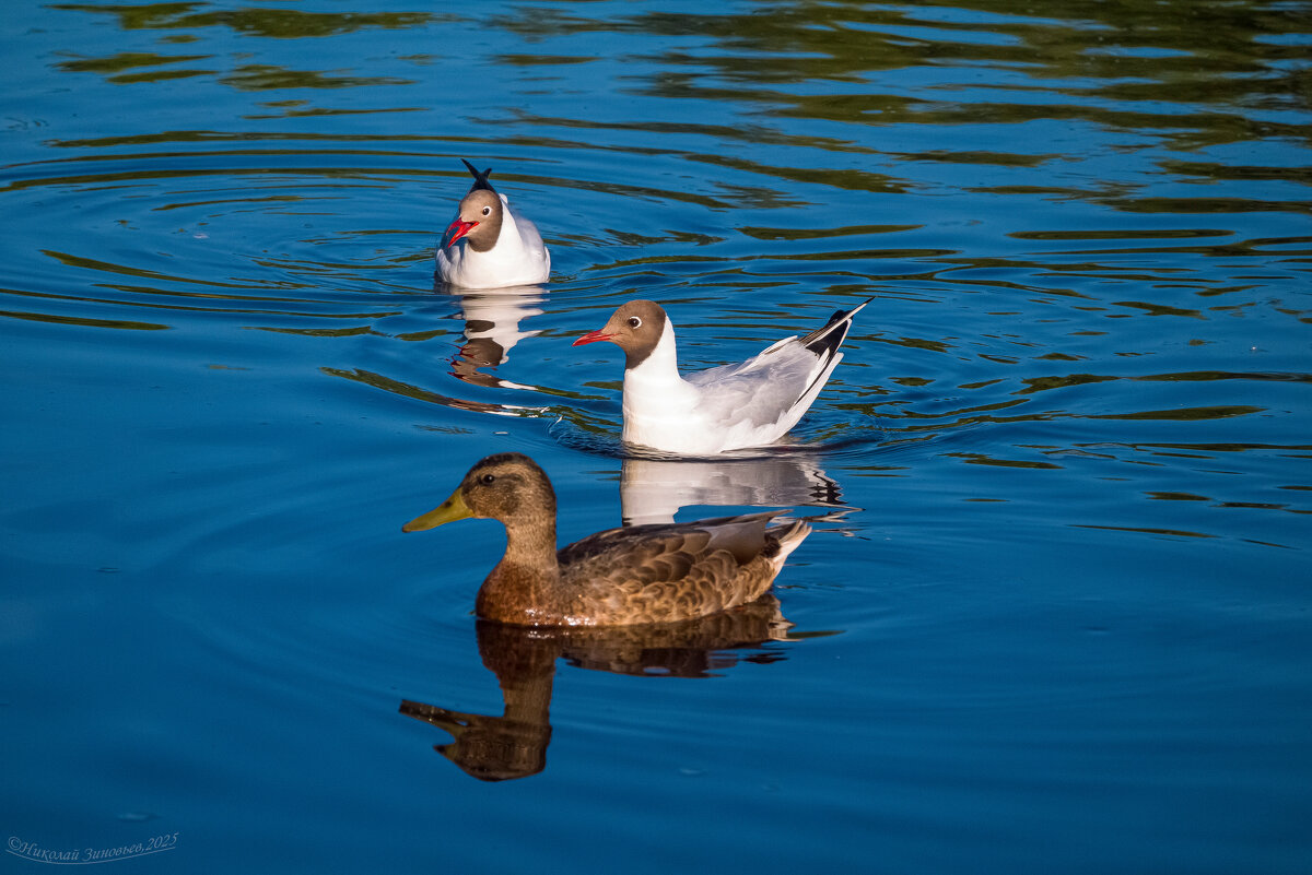 Ухта. Водоплавающие парка) - Николай Зиновьев Ухта. Водоплавающие парка) - Николай Зиновьев