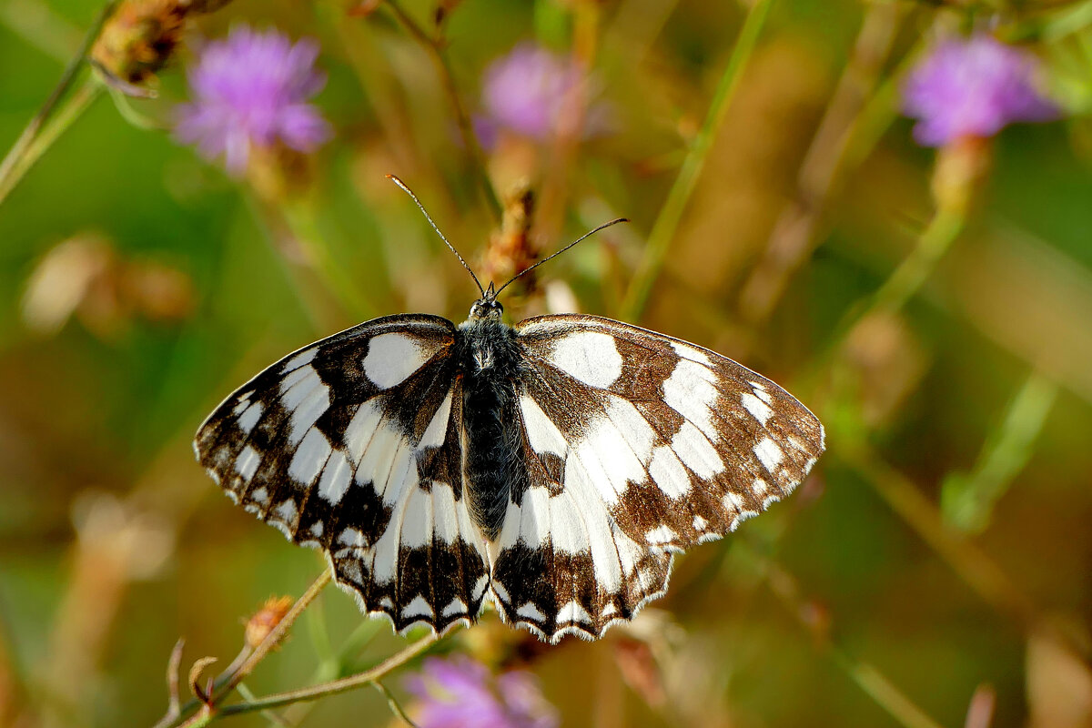 опять про бабочек...478 - Александр Прокудин опять про бабочек...478 - Александр Прокудин